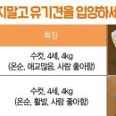 댕댕 하우스 이미지