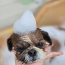 마이미미 반려견미용실 이미지