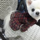플라이퍼피 네이버블로그