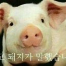 풍육 이미지