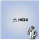 변산바람꽃 군락지부터 펜션 꽃말까지 부안 여행 1분 정리
