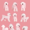 예쁜강아지 | 성남 강아지사진관 추천 | 비숑 자유롭개 컨셉사진 촬영 후기