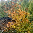 장태산휴양림 이미지