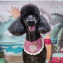 꿈꾸는 강아지 이미지