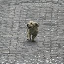 우아한강아지 이미지