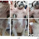 (주)반려애수 이미지