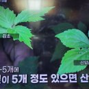 그늘진 산에서 키우는 산양삼 재배법 이미지