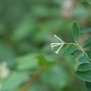 거문도닥나무Wikstroemia ganpi (Siebold &amp; Zucc.)Maxim. 이미지
