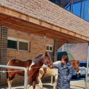 태백승마클럽 이미지