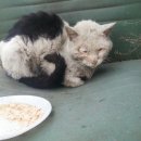 캣블라썸 네이버블로그