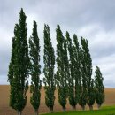 NEW  보석나라 이미지