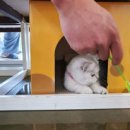 뚱냥한 하루 이미지