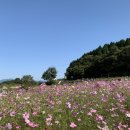 송이버벗 이미지