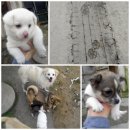 종명농장 네이버블로그