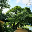 수성유원지(상화동산) 이미지