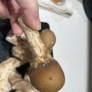 솔소리농장 | [제품리뷰]참송이버섯 선물세트 추천 🍄 고기보다 맛있는 하늘참송이 후기,가격,정보