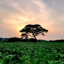 석양풍경 이미지