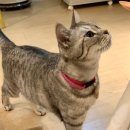 히히냥냥 이미지