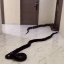 복도네 이미지