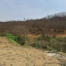 포레스트테일 이미지