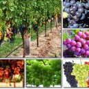 포도(Grape)