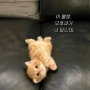 피티인 | 역삼역 어깨교정 다녀본 후기: 피티인폼 강남점