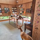 제주 다크투어 모바일 스탬프 투어 조천 사슴책방 인증 완료 후기
