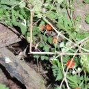 조영래농장 이미지