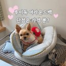 루이독 | 루이독 어라운드백 강아지가방, 단점은 가격 뿐? 솔직 후기