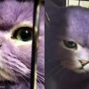 보라색 이미지