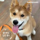 1902 | 포인핸드 입양후기[❤️입양후기❤️] 1902.콩떡 🐶