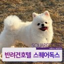 스퀘어독스롯데