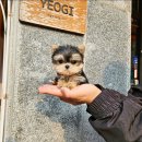 나눔펫 책임분양소 강아지분양 일산점 이미지