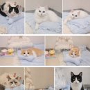 판교 P&P 동물병원 이미지