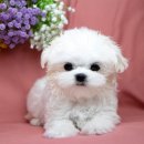 천안 강아지분양 도로시펫 이미지