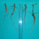 담금용 산도라지 이미지