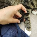 캐나다동물병원 이미지