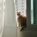 스텔라홈 이미지