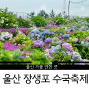 [울산]2025 장생포 수국축제 솔직 후기｜입장료 3천원으로 즐긴 라벤더뜰+고래광장+플리마켓 꿀팁!