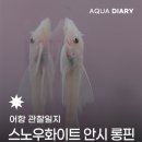스노우화이트 | 🐟 유튜브 경매로 스노우화이트안시 롱핀 분양후기