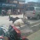 소들의 천국 이미지