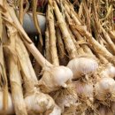 다진농장 이미지