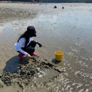 더아이랑펜션 | 4월 국내 아이랑 가족 여행 추천 태안 음포해수욕장 무료 조개체험 더담은펜션 후기