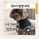 도그몰 | 강아지 발열패딩 더도그페이스 밀리터리 패딩 ㅡ 올겨울 패딩계 패셔니스타 제티 내돈내산 후기
