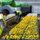 백양산 양묘장 이미지