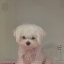 오구오구살롱 이미지