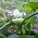 선원농장 이미지