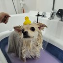 커들리 독 이미지