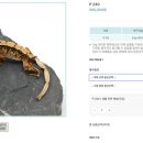 착한도마뱀