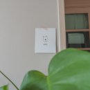 밤시(BAMSI) | BAMSI(수제간식)과 함께한 땡구 생일